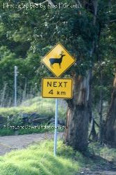 Watch out for deer - This sign in on the outskirts of Syndey! - New South Wales