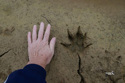 Eastern Grey Kangaroo Front Paw Print - Victoria