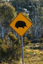 Watch out for Echidnas - they don't have the speed your car does - Tasmania