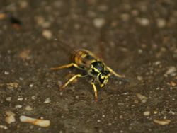 European Wasp - Feral insect that devastates our native bees