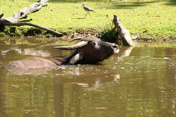 Feral Buffalo keeps cool in the waterways of the Top End of The Land Down Under - Australia