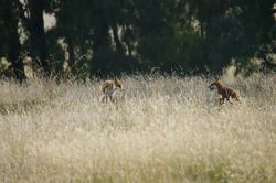 Feral Foxes found throughout much of Australia