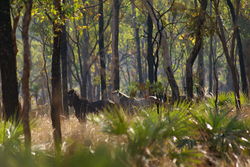 Feral Horses - Wild Brumbies of the NT in The Land Down Under