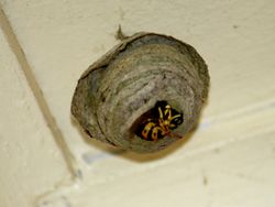 Feral Insect - The European Wasp and Nest