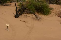 Freshwater Crocodile Tracks - Northern Territory