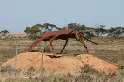 Giant Cockroach spotted in South Australia!