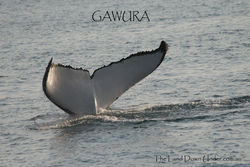 Humpback Whale Fluke - Gawura