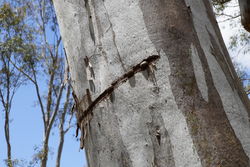 Insect cocoon and tracks - Victoria