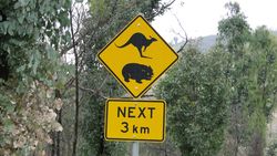 Kangaroos and Wombats Ahead - by Jacqueline Graf