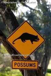 Look out for Possums