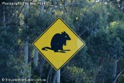 Potoroo Caution Sign - Tasmania