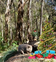 On the 6th Day of Christmas It's a Bush Christmas and this little Wombat is Peeking at the Presents! (I'm sure he's hoping one is his)