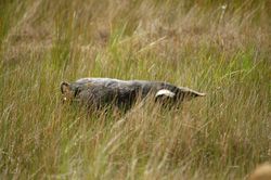 Small feral pig of Central Victoria