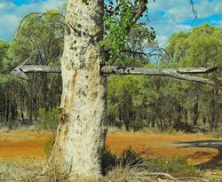 Subtle Signs - Directional Tree outback Queensland. Photo by Penny Smith