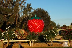 The Big Strawberry at The Big Strawberry at Koonoomoo Victoria