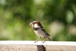 The Sparrow - it's cute, common and feral!