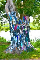 Thong Tree. This tree is slowly being covered in peoples thongs. Grafton NSW. Photo by Penny Smith