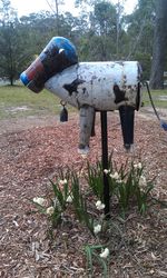 Many a cow has been immortalized as a letterbox - photo by Vivienne Tracy