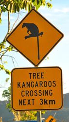 Watch out for tree kangaroos in far north Queensland - photo by Penny Smith