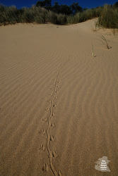 Unknown Lizard Tracks - Victoria