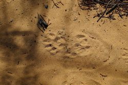 Unknown species track, possibly possum - Grampians National Park Vic