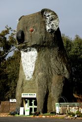 The Big Koala - Dadswells Bridge - Victoria