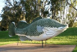 The Big Murray Cod - Tocumwal - Victoria