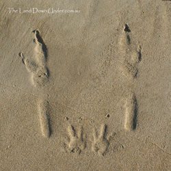 Wallaby tracks on the beach - South Australia