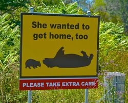 Watch out for Wombats - they want to get home safely too - Wollombi NSW - Photo by Penny Smith