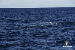 Whales left footprints on the ocean surface. Made by the up-thrust from their tales as they dive.