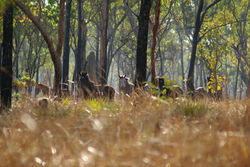 Wild Brumby Mob of the NT in The Land Down Under