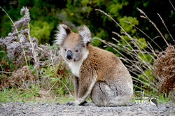 Wind swept Koala of Manna Gums - Victoria - March 2014