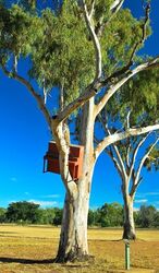 And a piano up a gumtree. Clermont QLD - photo by Penny Smith