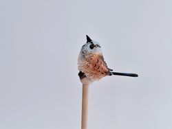 Blue Fairy Wren Pencil