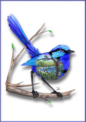 Greeting Card - Blue Wren