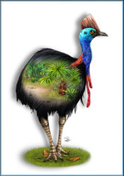 Greeting Card - Cassowary