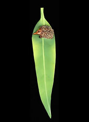 Bookmark  - Echidna