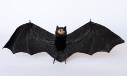 Flying Fox  Fruit Bat