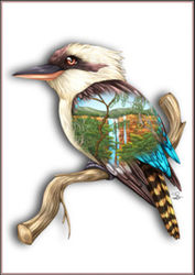 Greeting Card - Kookaburra