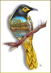 Greeting Card - Regent Honeyeater